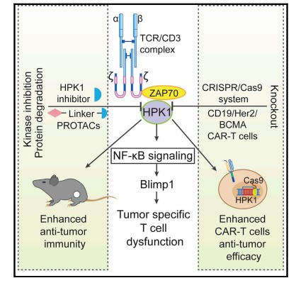 CRISPR技术敲除HPK1有望克服CAR-T细胞耗竭，宇繁生物达成最新合作丨医麦猛爆料(图3)