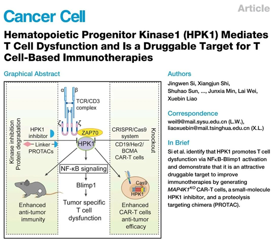 癌症治疗的有效解题思路 | 清华大学药学院廖学斌课题组与中山大学魏来课题组合作揭示HPK1可成为T细胞免疫疗法的靶点(图1)